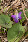 Alpine violet